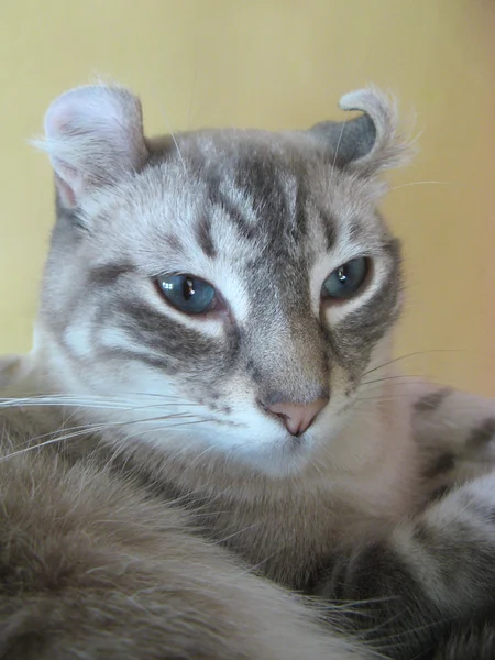 Curl Cat Portrait — Stock Photo, Image