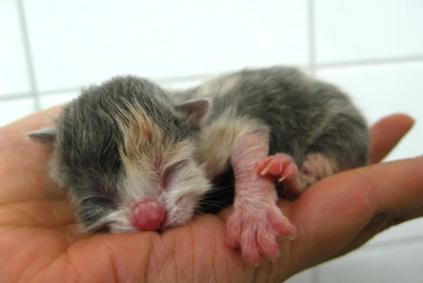 Νεογέννητος γατάκι — Φωτογραφία Αρχείου