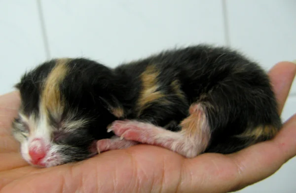Newborn kitten — Stock Photo, Image