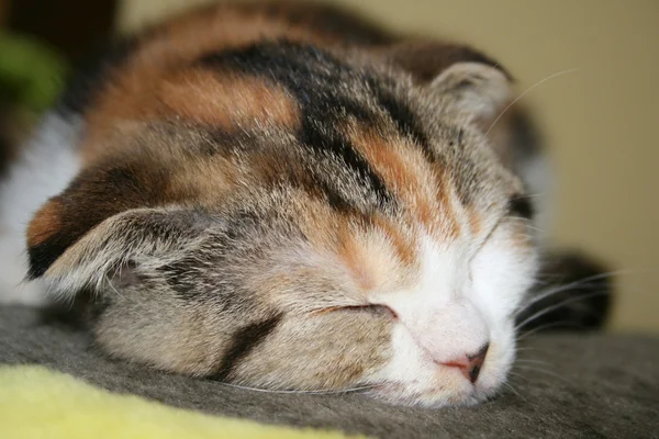 Ύπνου γατούλα — Φωτογραφία Αρχείου
