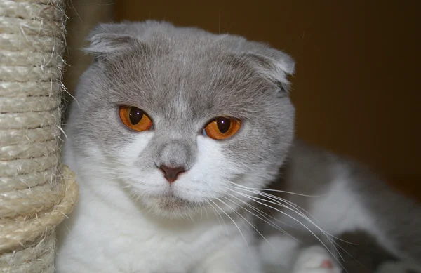 Portret van een kat — Stockfoto