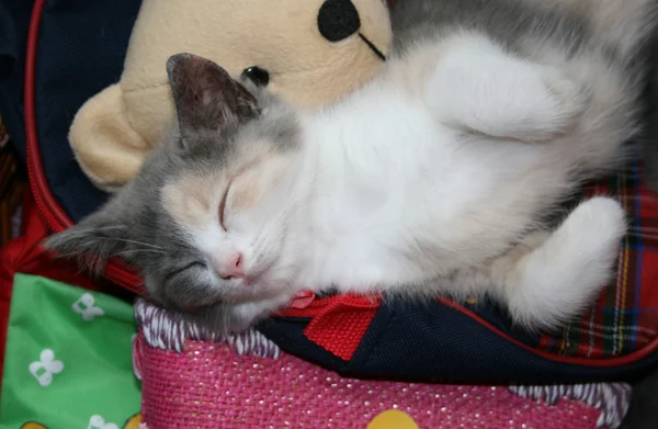 Slapende kitty — Stockfoto