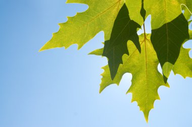 akçaağaç güneşli günde yeşil leafe.