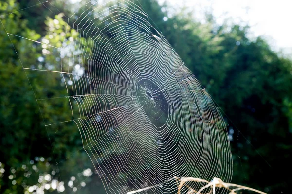 stock image Close-up cobweb view