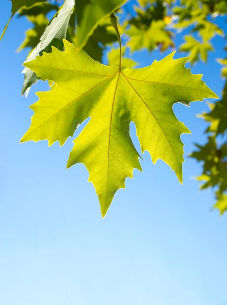 Зеленая листовка клена в солнечный день . — стоковое фото