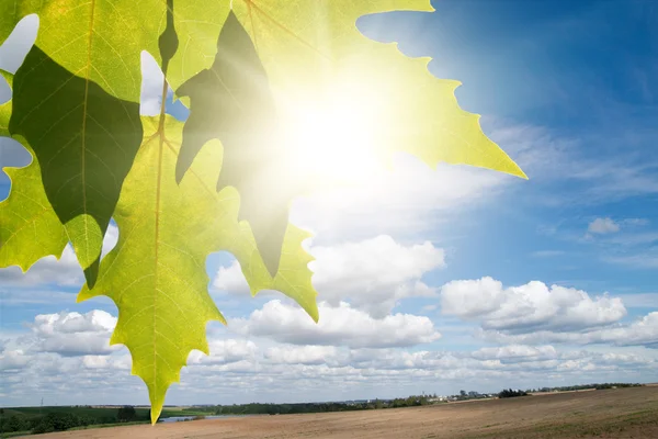 Zelený leafe javor v slunečný den. — Stock fotografie