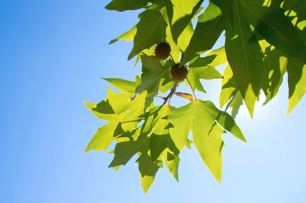 Зеленая листовка клена в солнечный день . — стоковое фото