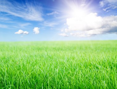 Green grass field under midday sun on blue sky. clipart