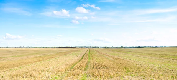 Geel veld van tarwe cuted onder middagzon in blauwe hemel. — Stockfoto
