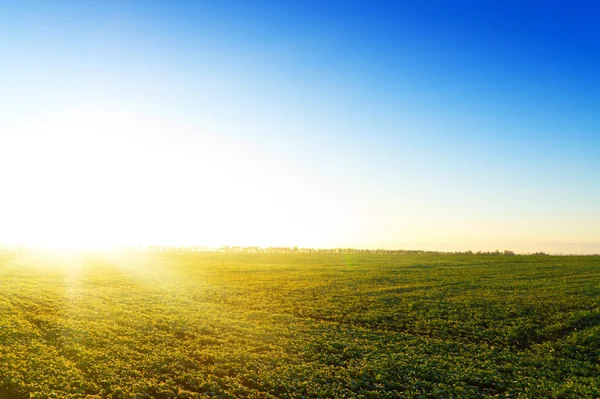 Green field at sunset. — Stock Photo, Image