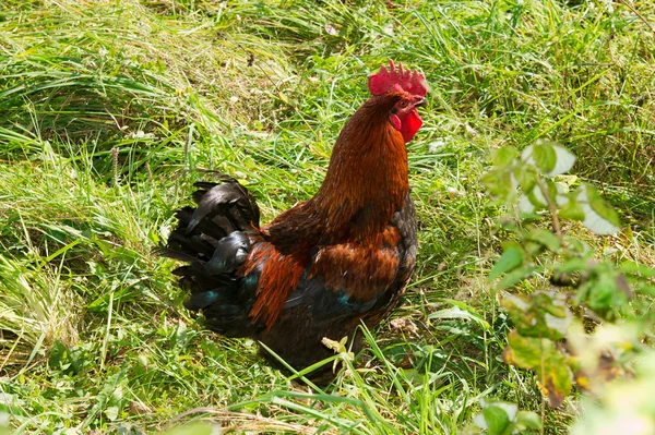 stock image Proud red rooster in green grass field.