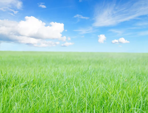 Campo de grama verde sob o sol do meio-dia no céu azul . — Fotografia de Stock