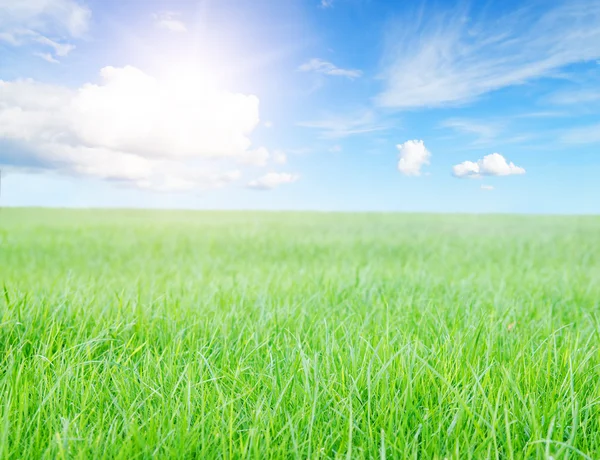 Gün ortasında güneş mavi gökyüzü altında yeşil çim sahası. — Stok fotoğraf