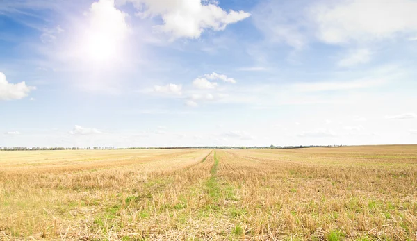 Žluté pole pšenice přestřihl v poledním slunci modré obloze. — Stock fotografie