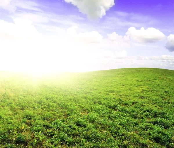 Green field under midday sun — Stock Photo, Image