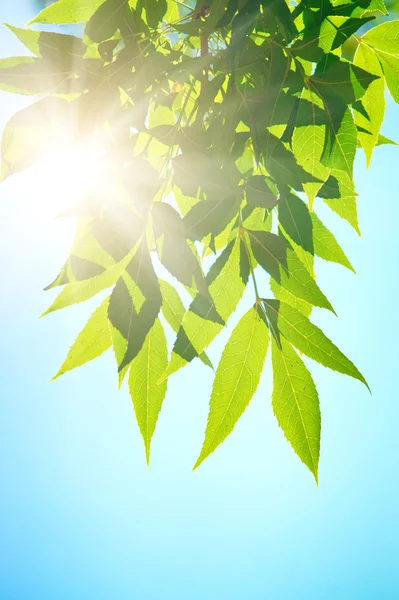 Зеленая листовка в солнечный день . — стоковое фото