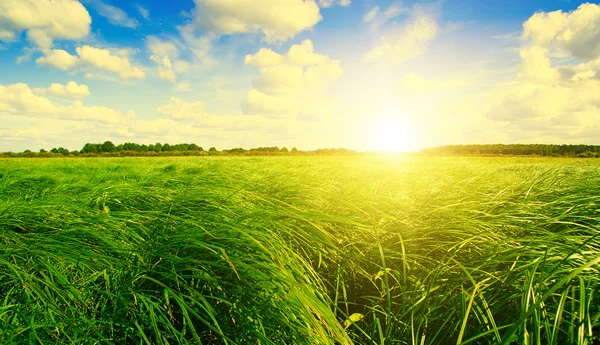 Campo de grama verde e floresta sob o sol pôr do sol no céu azul . — Fotografia de Stock