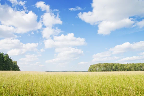 Zöld fű mező praktikusan a kék ég alatt. — Stock Fotó