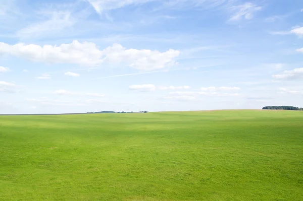 Gröna gräset under middagssolen i blå himmel. — Stockfoto
