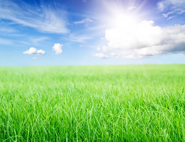 Campo de hierba verde bajo el sol del mediodía en el cielo azul . — Foto de Stock