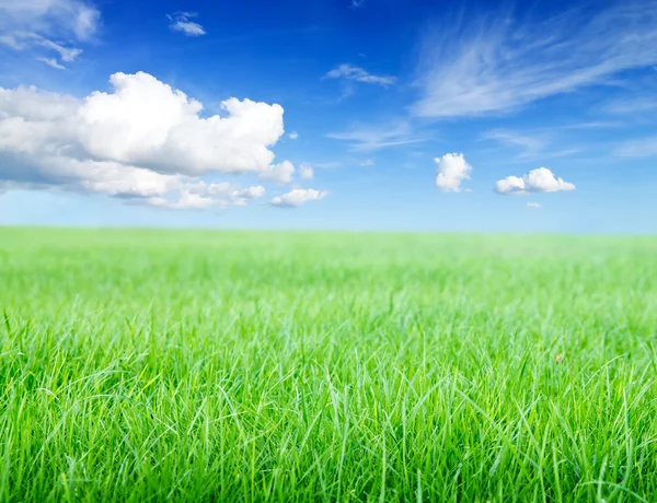 Green grass field under midday sun on blue sky. Stock Image