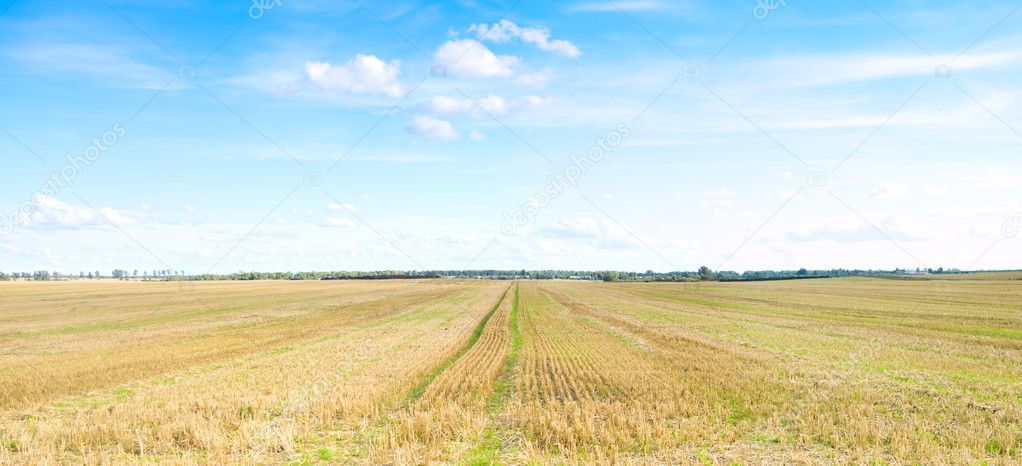 Yellow field of wheat cuted under midday sun in blue sky.