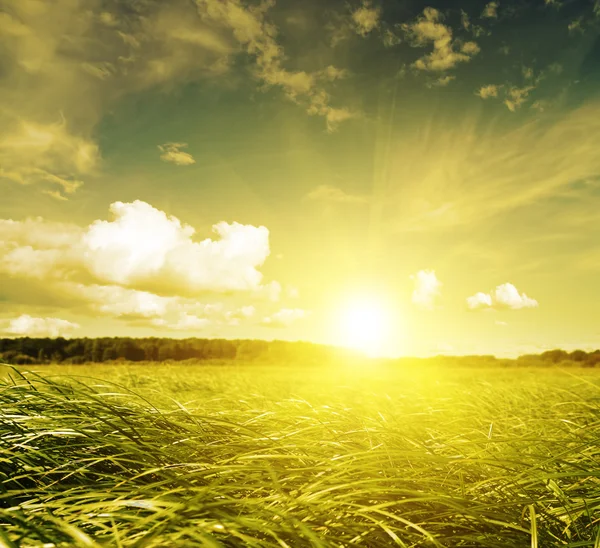 Золотий захід сонця в зеленому полі трави — стокове фото