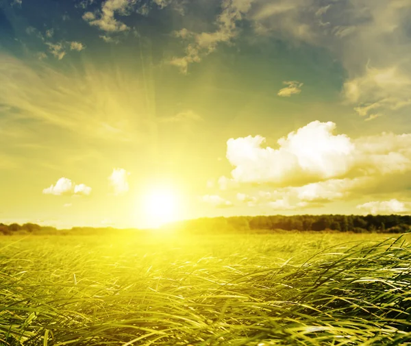 Złoty zachód słońca w pole trawa zielony — Zdjęcie stockowe