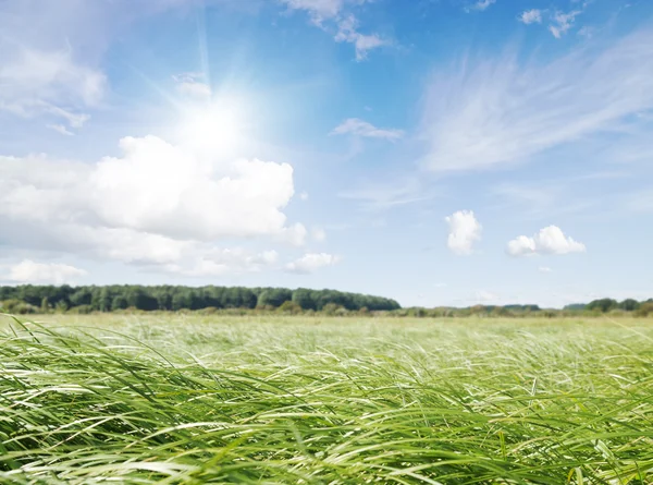 Zöld mező, délig napsütésben — Stock Fotó