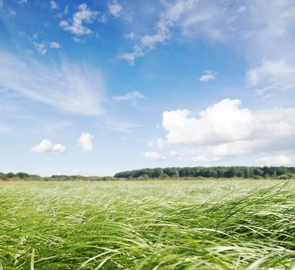 Groen veld onder middagzon — Stockfoto