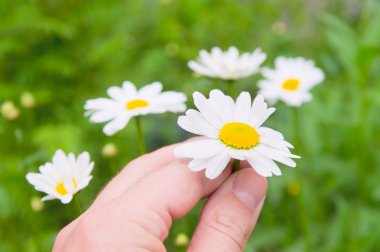 Camomile flowers in hand clipart