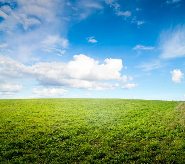 Green field under midday sun — Stock Photo, Image