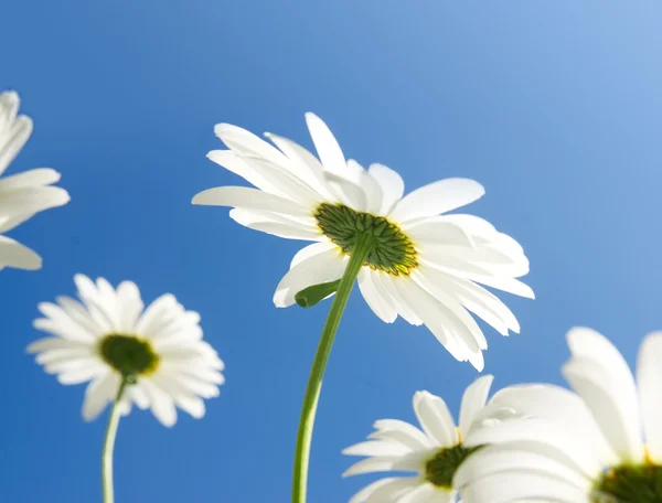 stock image Camomile flowers in sun rays on blue sky