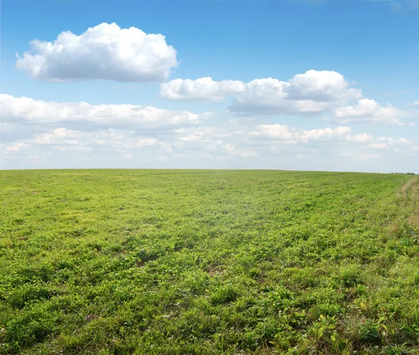 stock image Green field under midday sun