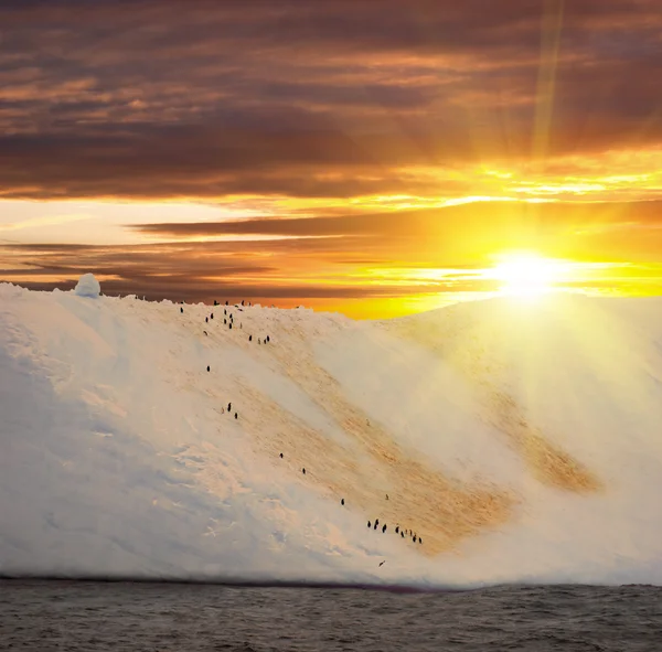 Антарктический ледяной остров — стоковое фото