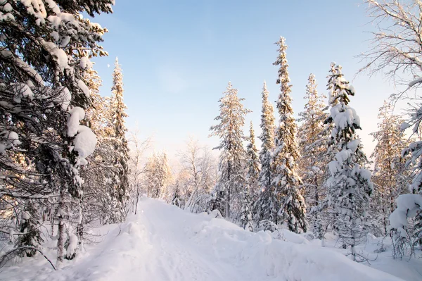 深い冬の森林で白い道 — ストック写真