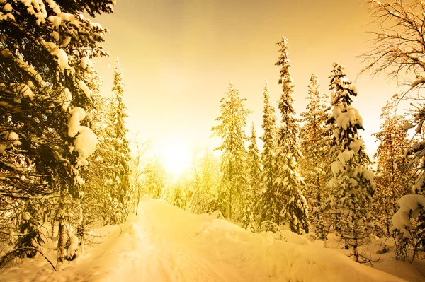 Bílé silnici v hluboké zimě lese — Stock fotografie