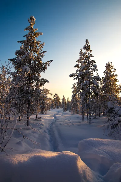 深い冬の森林で白い道 — ストック写真