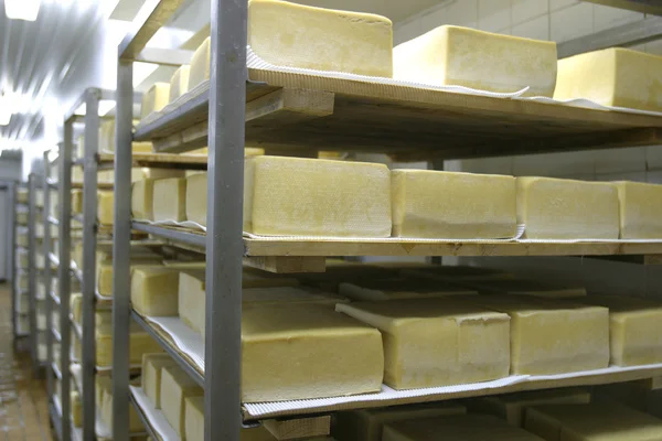 Cheese storage in dairy — Stock Photo, Image