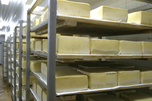 Αποθήκευση τυρί στο γαλακτοκομείο — Φωτογραφία Αρχείου