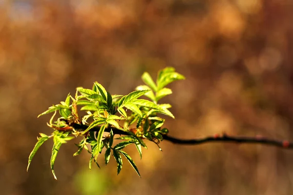 Foglie verdi in autunno — Foto Stock