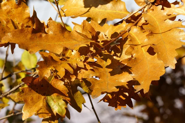 Outono folhas de carvalho dourado — Fotografia de Stock