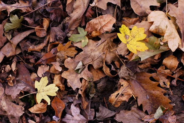 Kolorowe liście jesienne — Zdjęcie stockowe