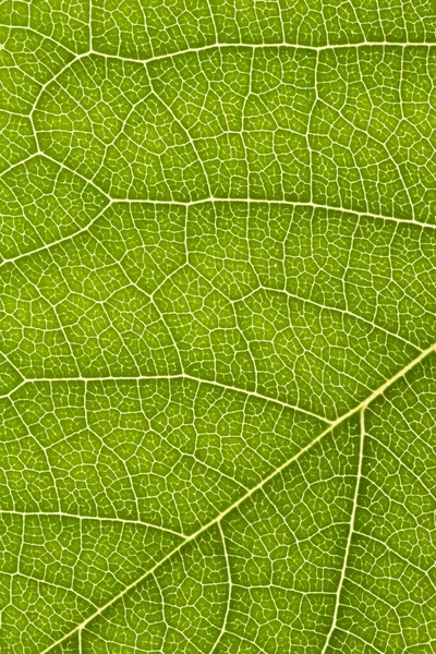 섬세 하 고 녹색 잎 무늬의 클로즈업 — 스톡 사진