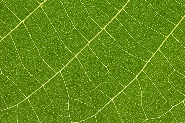 Close up of delicate green leaf pattern — Stock Photo, Image