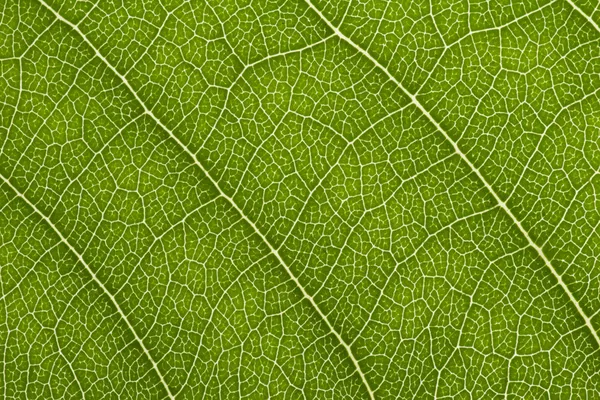 Textura de hoja verde —  Fotos de Stock