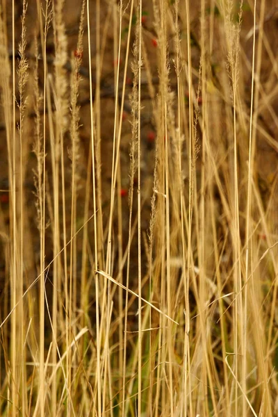 Reed άγρια χλόη — Φωτογραφία Αρχείου
