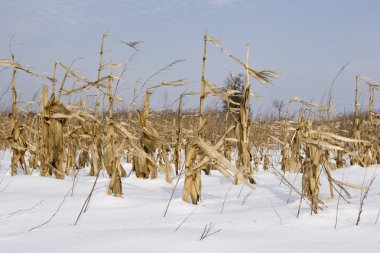 Maze and corn crop in field winter clipart