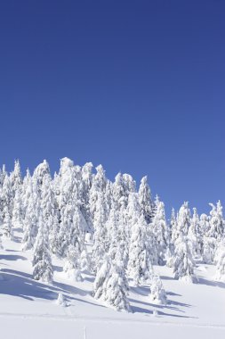 Snow covered pine trees and blue sky clipart