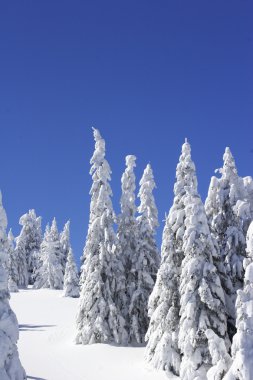 Snow covered pine trees clipart